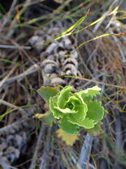 Osmitopsis dentata