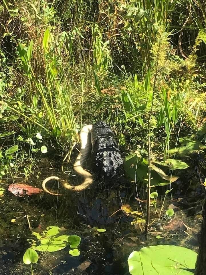 American Alligator from Knights Academy Rd, Valdosta, GA, US on