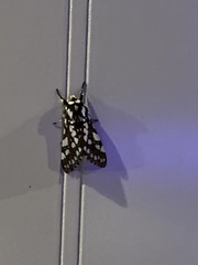 Lophocampa ingens