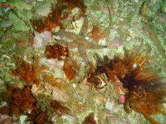 Thyone aurea