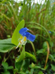 Commelina communis