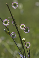 Thysanocarpus radians