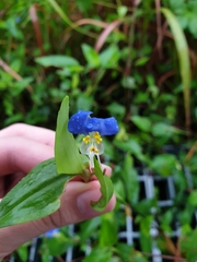 Commelina communis