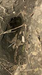 Marmota monax