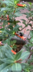 Bombus impatiens