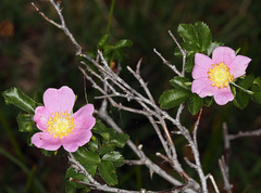Rosa pisocarpa pisocarpa