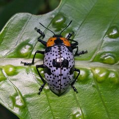 Cypherotylus vicinus