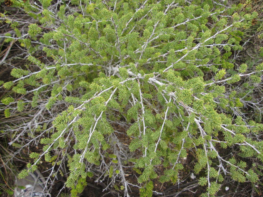 Grey Asparagus