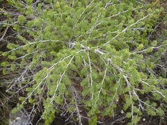 Asparagus mucronatus