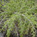 Asparagus mucronatus - Photo (c) Jannie Groenewald, alguns direitos reservados (CC BY-NC), uploaded by Jannie Groenewald
