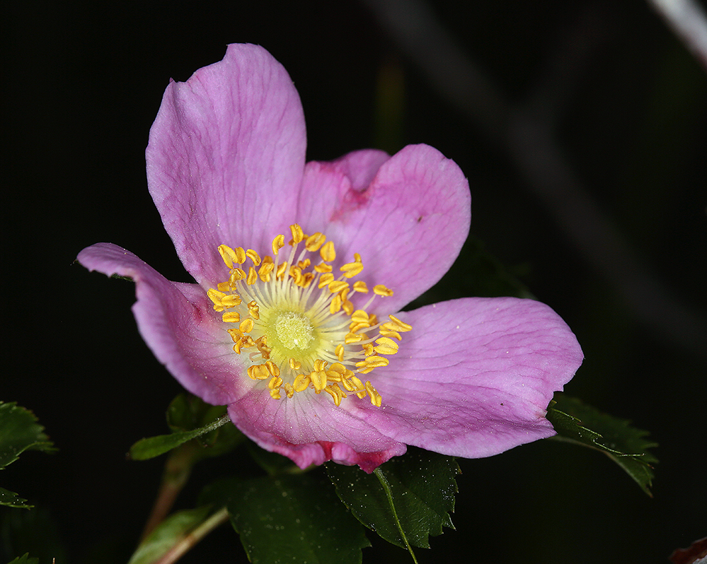Rosa pisocarpa ssp. pisocarpa
