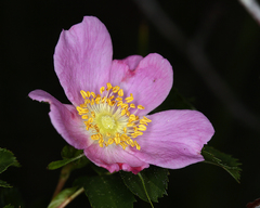 Rosa pisocarpa pisocarpa