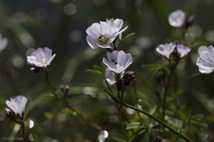 Sidalcea calycosa calycosa