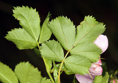 Rosa pisocarpa pisocarpa