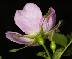 Rosa pisocarpa pisocarpa