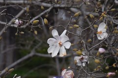 Magnolia loebneri