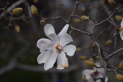 Magnolia loebneri