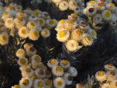 Achyranthemum mucronatum