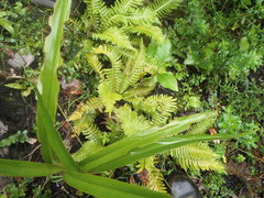 Blechnum nudum