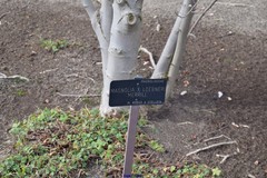 Magnolia loebneri