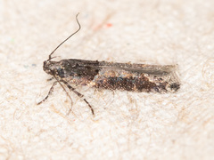 Telphusa sedulitella