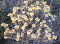 Achyranthemum mucronatum