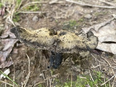 Sarcodon atroviridis