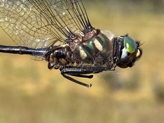 Somatochlora forcipata