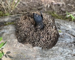 Sarcodon atroviridis