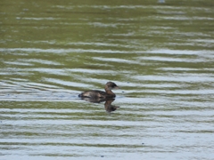Tachybaptus ruficollis