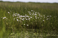 Sidalcea calycosa calycosa