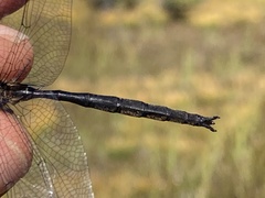 Somatochlora forcipata