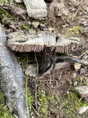 Sarcodon atroviridis