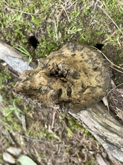 Sarcodon atroviridis