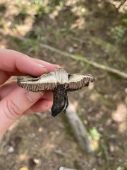 Sarcodon atroviridis