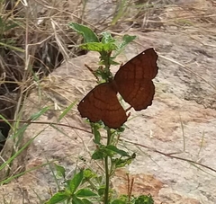 Ariadne ariadne