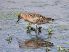 Calidris pugnax