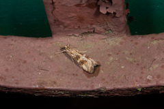 Nomophila noctuella