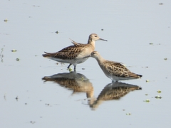 Calidris pugnax