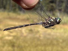 Somatochlora forcipata