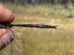 Somatochlora forcipata