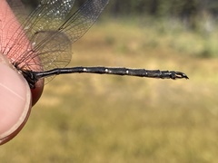 Somatochlora forcipata