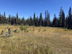 Somatochlora forcipata