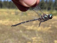 Somatochlora forcipata