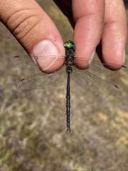 Somatochlora forcipata