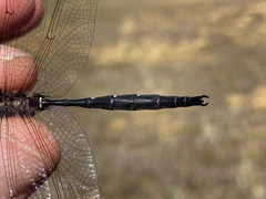 Somatochlora forcipata