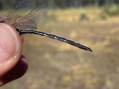 Somatochlora forcipata