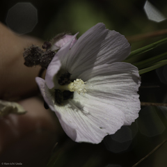 Sidalcea calycosa calycosa