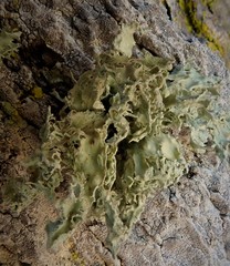 Ramalina canariensis