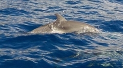 Stenella frontalis